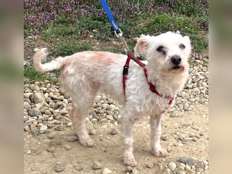 Rhonda (Westipoo-Mix) 25 cm geb. 2021 sucht einfühlsame Menschen