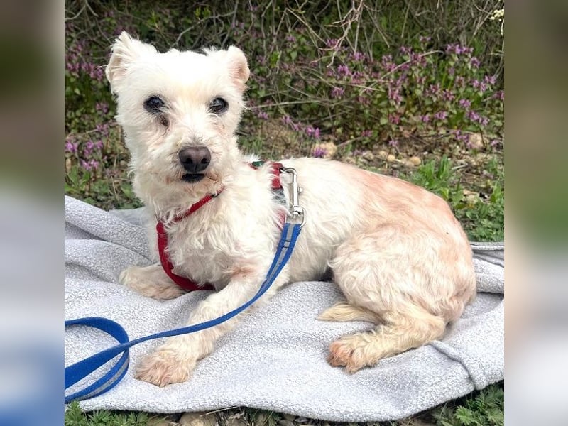 Rhonda (Westipoo-Mix) 25 cm geb. 2021 sucht einfühlsame Menschen