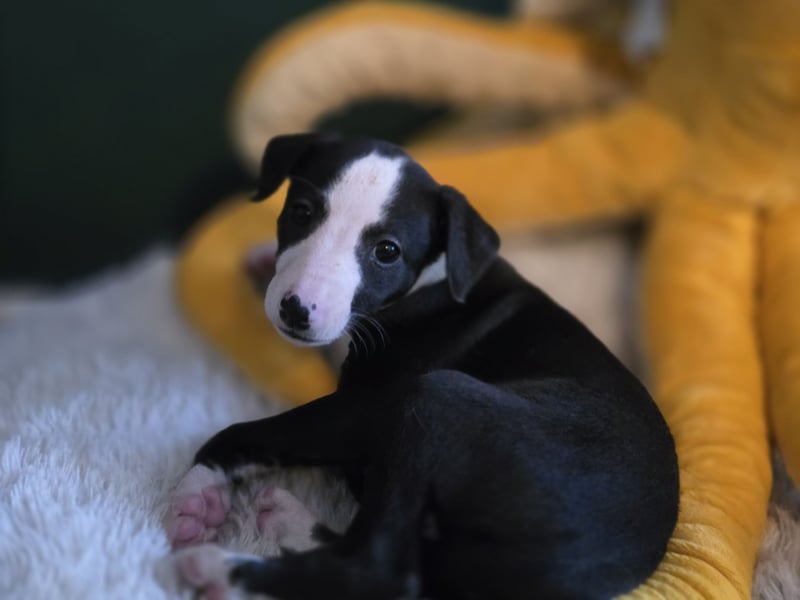 Whippet - 1 Rüde und 1 Hündin sind noch auf der Suche nach liebevollen Händen.