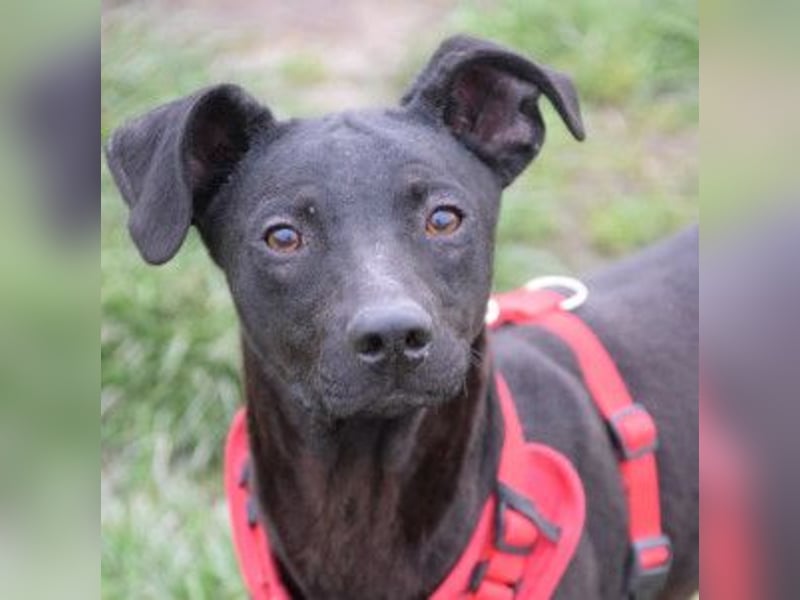 Pandora - bezaubernde Hündin die voller Energie & Tatendrang ist