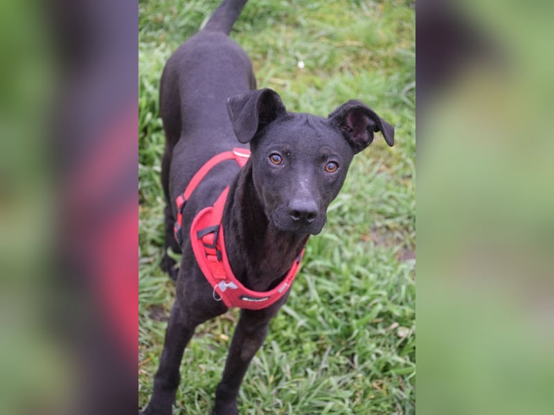 Pandora - bezaubernde Hündin die voller Energie & Tatendrang ist