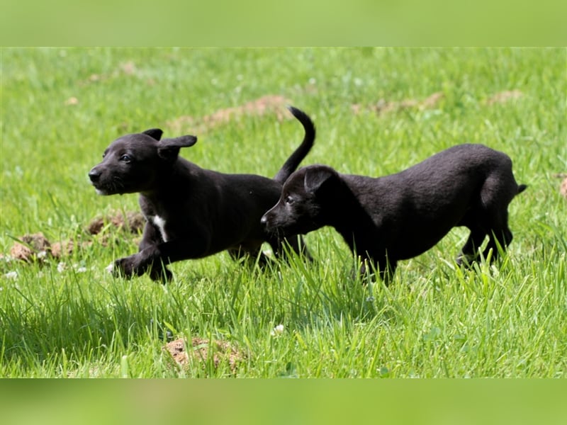 Zauberhafte dreiviertel Whippet Welpen abzugeben