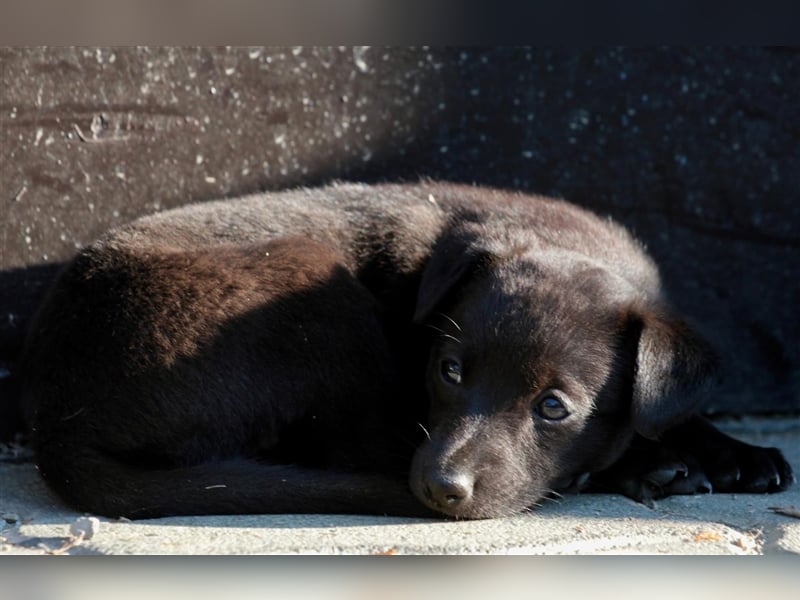 Zauberhafte dreiviertel Whippet Welpen abzugeben