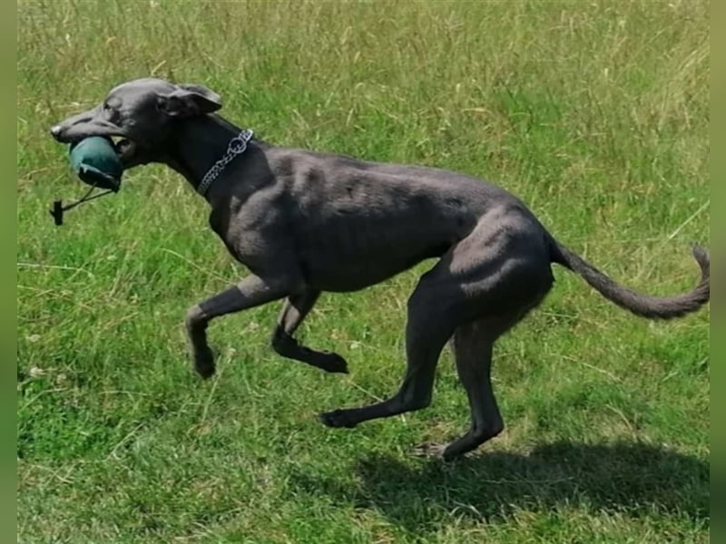 Zauberhafte dreiviertel Whippet Welpen abzugeben