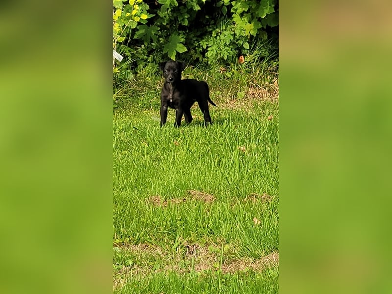 Zauberhafte dreiviertel Whippet Welpen abzugeben