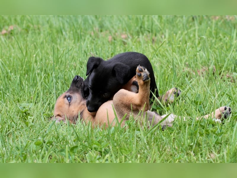 Zauberhafte dreiviertel Whippet Welpen abzugeben