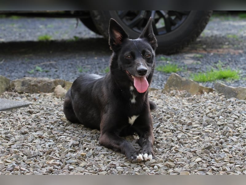 Zauberhafte dreiviertel Whippet Welpen abzugeben