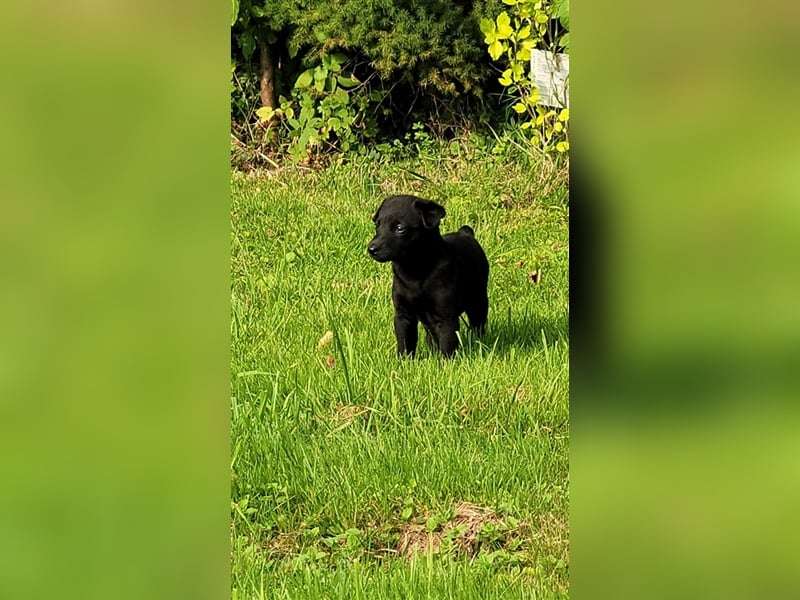 Zauberhafte dreiviertel Whippet Welpen abzugeben