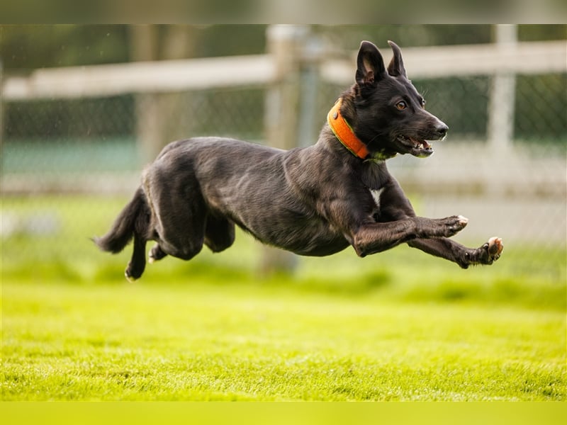 Zauberhafte dreiviertel Whippet Welpen abzugeben