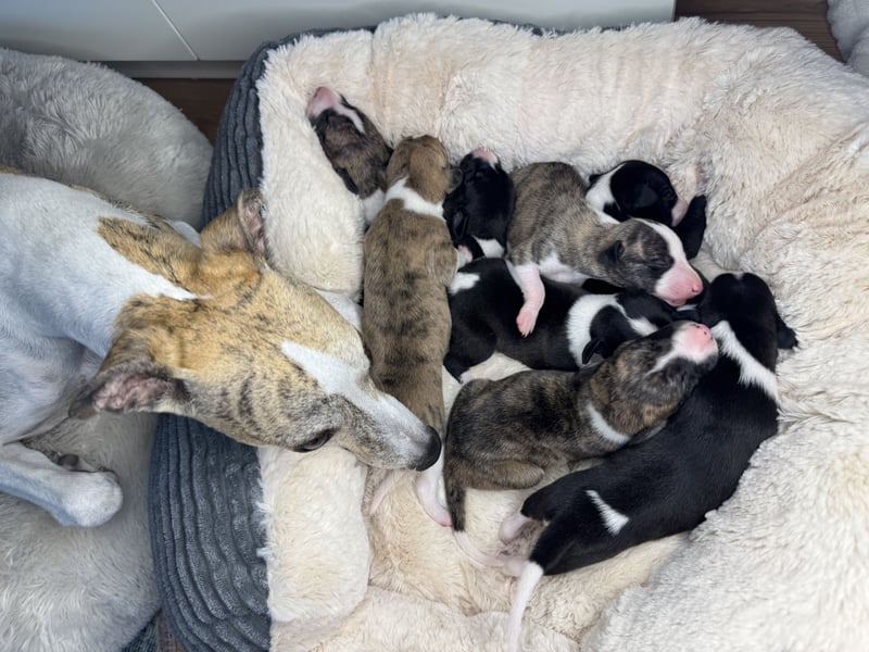 Whippet-Welpen – B-Wurf (VDH/WCD) – Liebevoll & Familiär aufgezogen