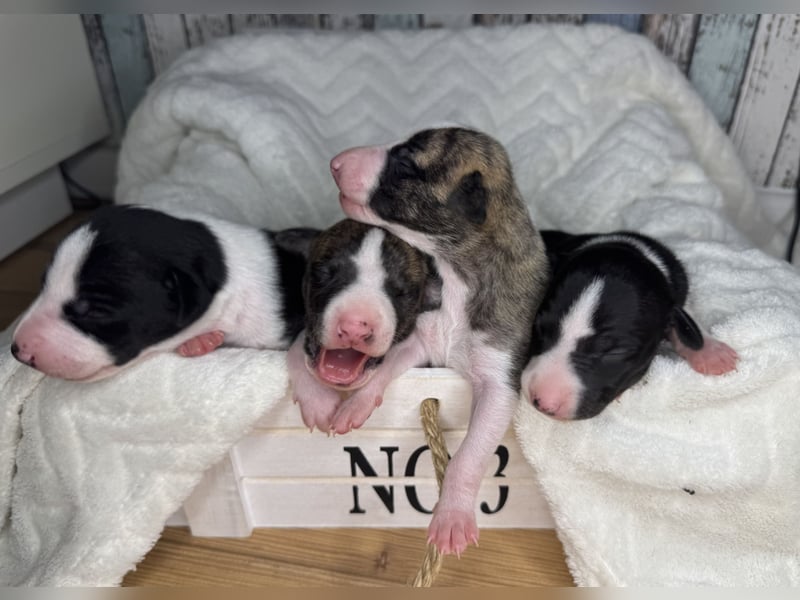 Whippet-Welpen – B-Wurf (VDH/WCD) – Liebevoll & Familiär aufgezogen