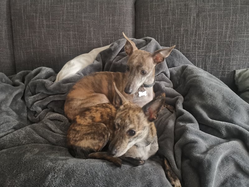 2 Miniwindhunde abzugeben 2 Miniwindhunde abzugeben