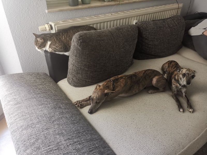 2 Miniwindhunde abzugeben 2 Miniwindhunde abzugeben