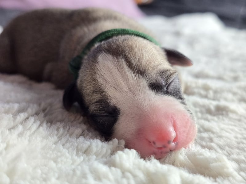 Whippet Welpen suchen liebevolle Familien