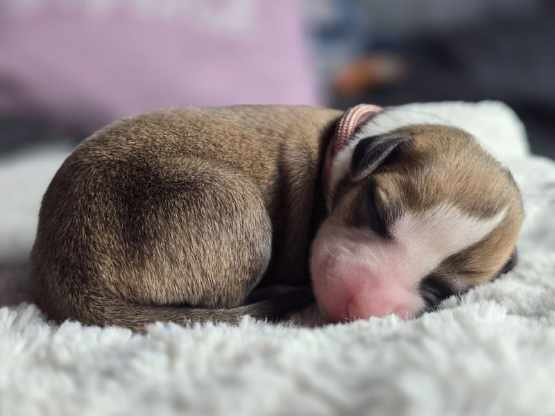 Whippet Welpen suchen liebevolle Familien