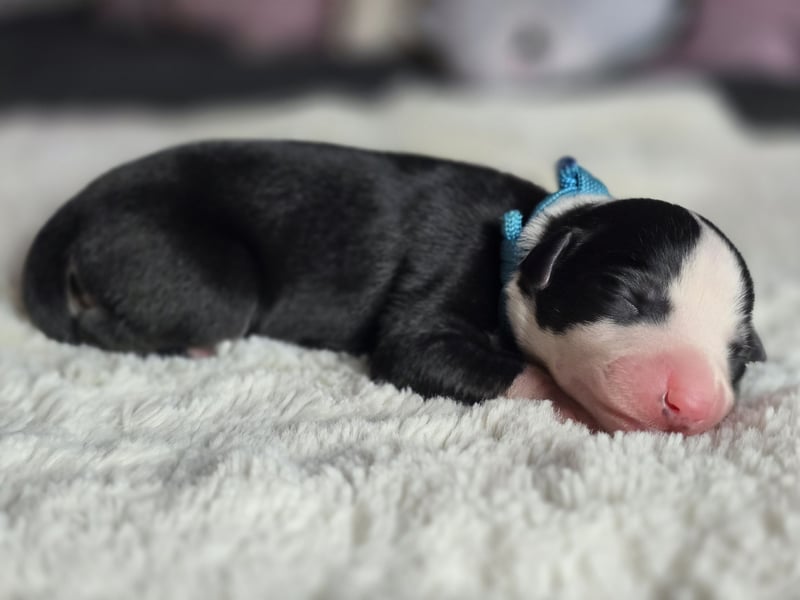 Whippet Welpen suchen liebevolle Familien