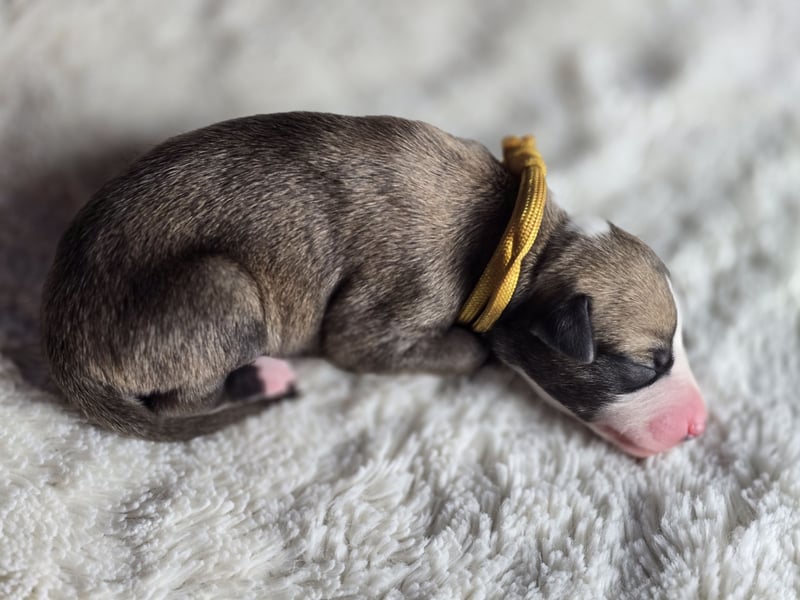 Whippet Welpen suchen liebevolle Familien