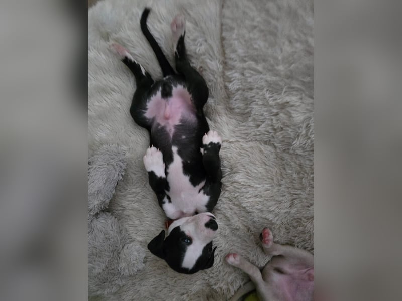 Whippet - 1 Rüde und 1 Hündin sind noch auf der Suche nach liebevollen Händen.