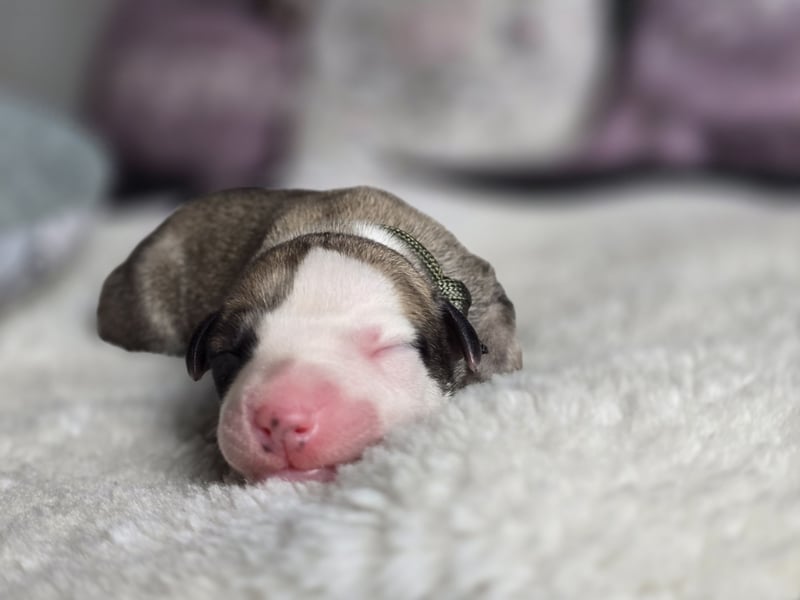 Whippet Welpen suchen liebevolle Familien