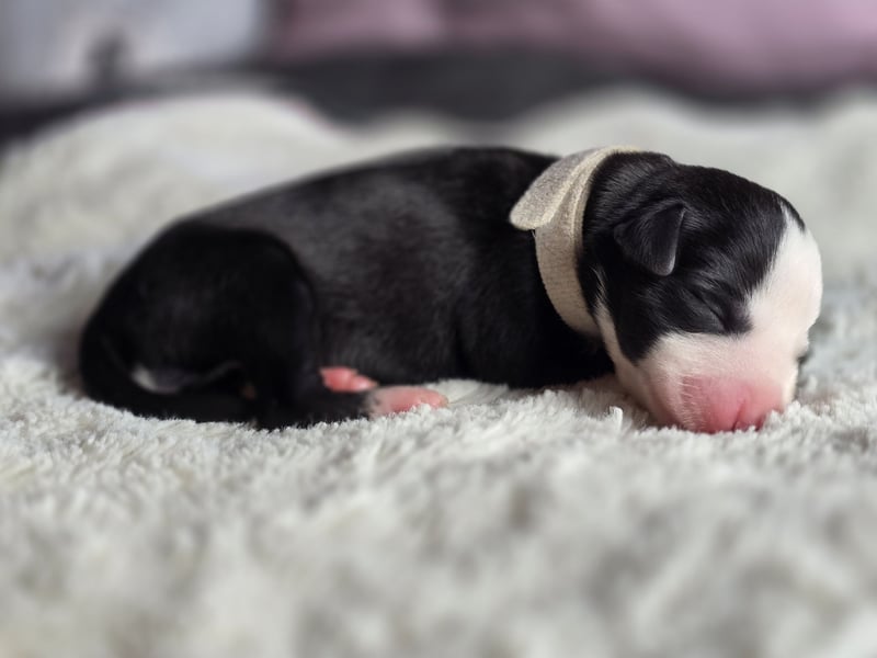 Whippet Welpen suchen liebevolle Familien