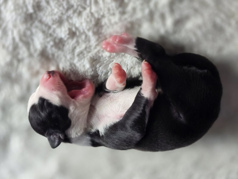 Whippet Welpen suchen liebevolle Familien
