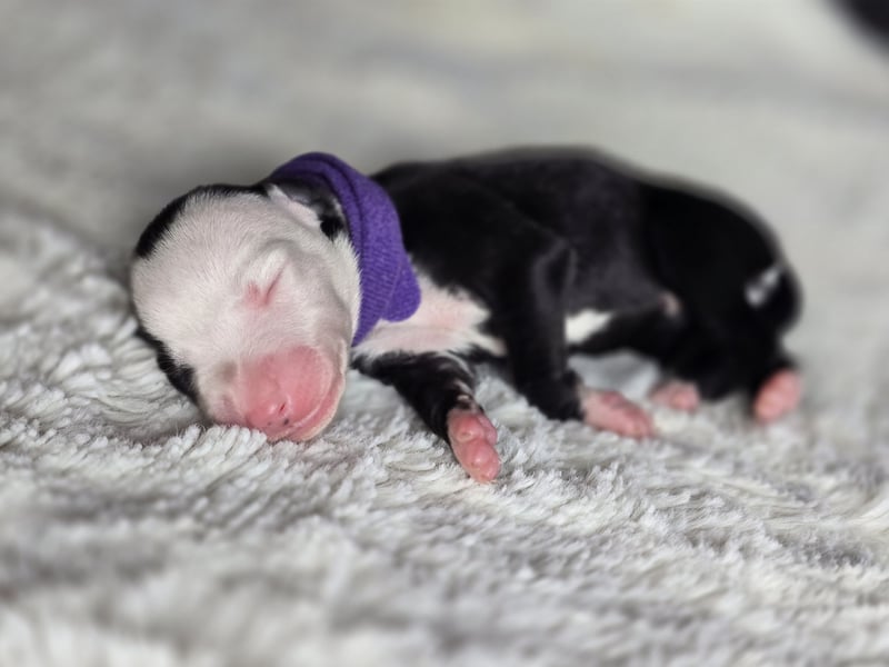Whippet Welpen suchen liebevolle Familien