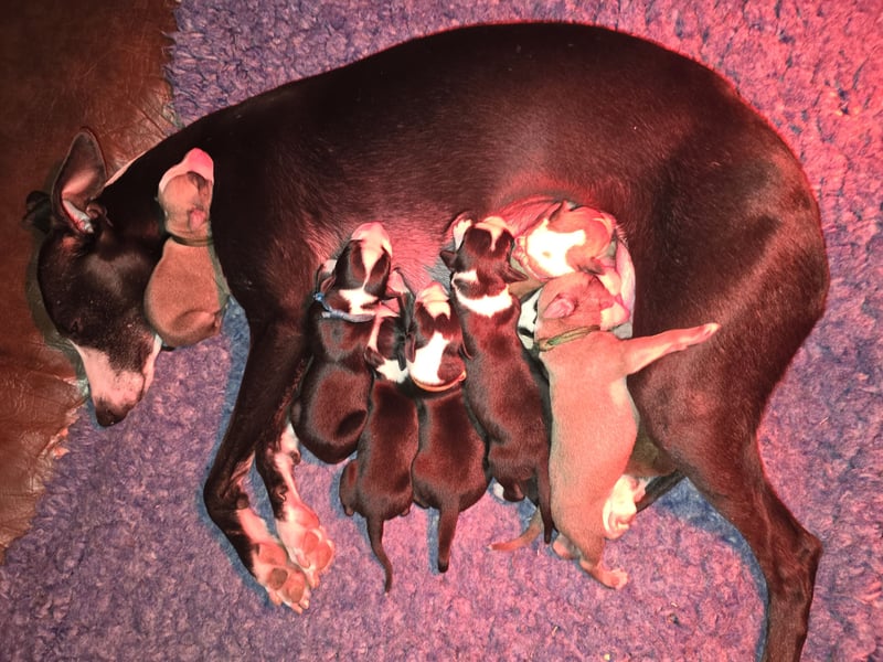 Whippet Welpen suchen liebevolle Familien