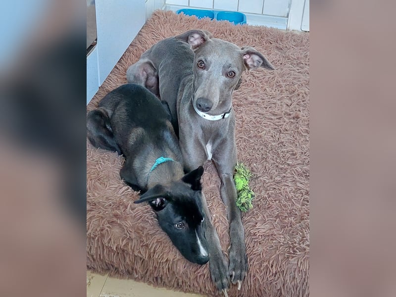Whippetmischling