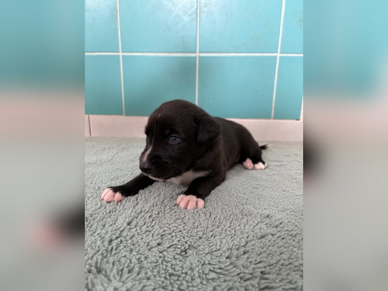 Whippetmischling
