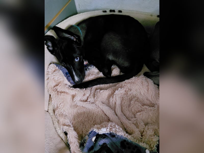 Whippetmischling