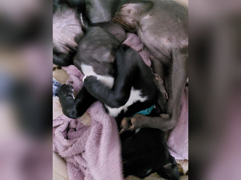 Whippetmischling