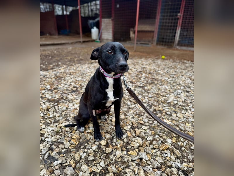 IVY ca. 18 mon. sanftmütiges Wippet-Mischlingsmädchen sucht