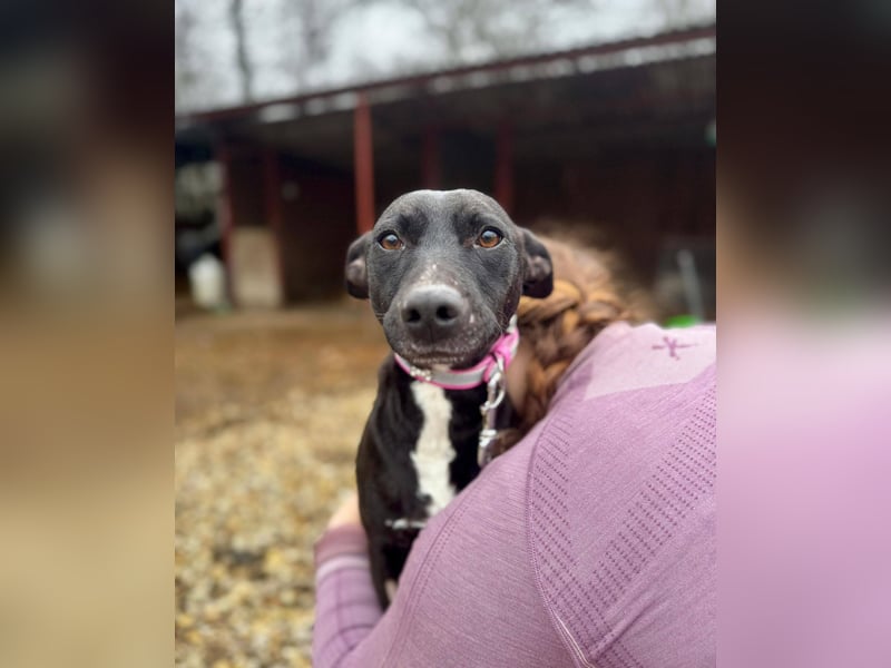 IVY ca. 18 mon. sanftmütiges Wippet-Mischlingsmädchen sucht