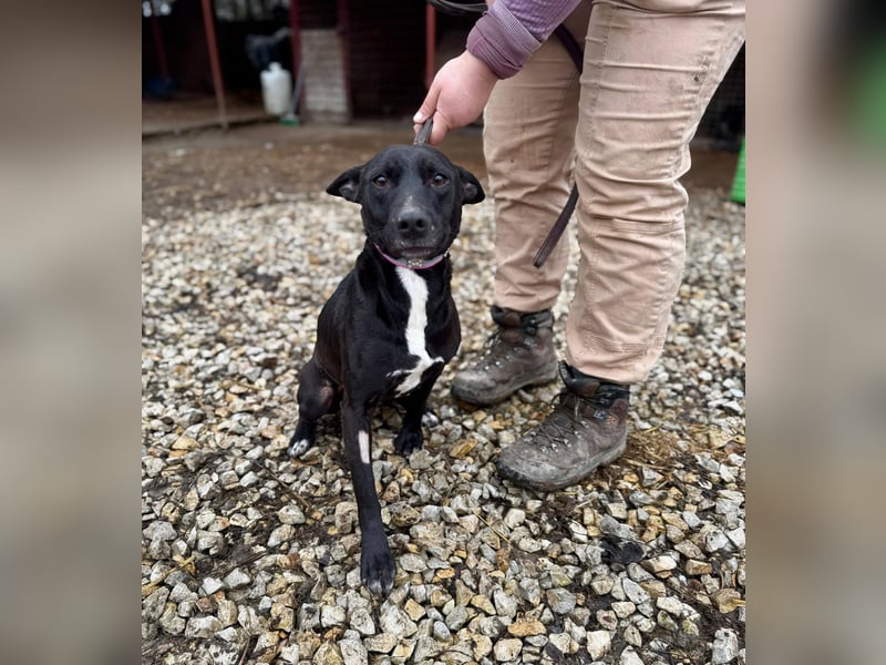 IVY ca. 18 mon. sanftmütiges Wippet-Mischlingsmädchen sucht