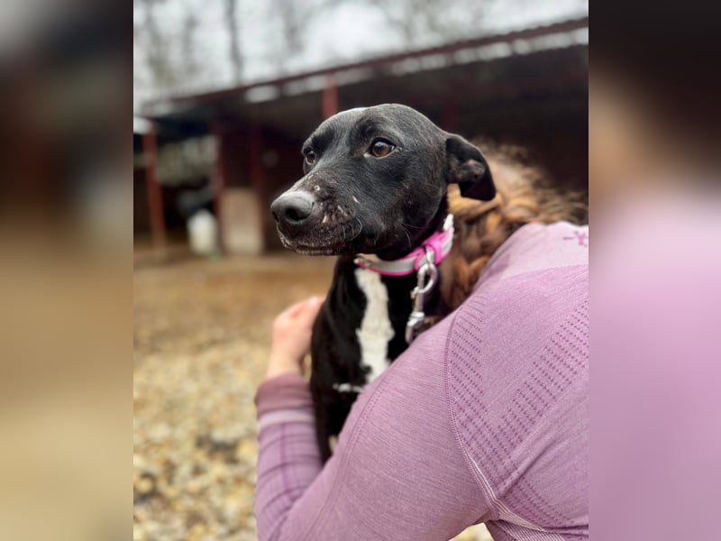 IVY ca. 18 mon. sanftmütiges Wippet-Mischlingsmädchen sucht