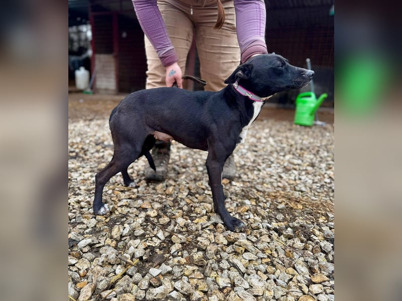 IVY ca. 18 mon. sanftmütiges Wippet-Mischlingsmädchen sucht