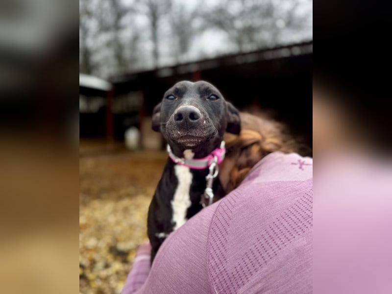 IVY ca. 18 mon. sanftmütiges Wippet-Mischlingsmädchen sucht