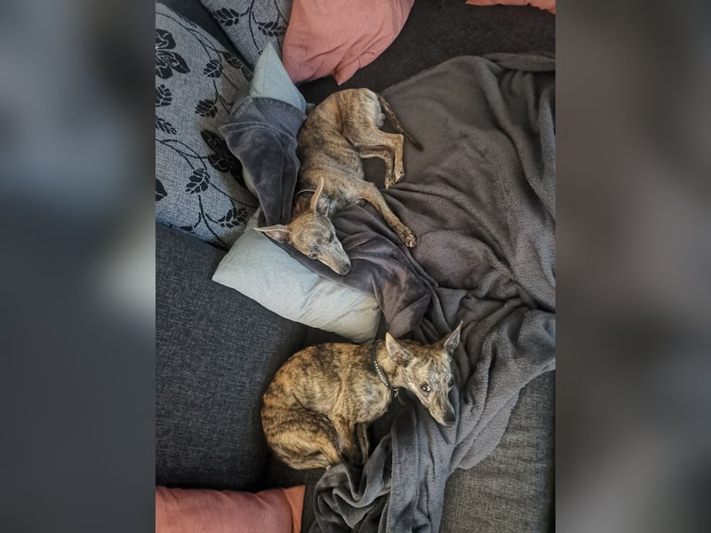 2 Miniwindhunde abzugeben