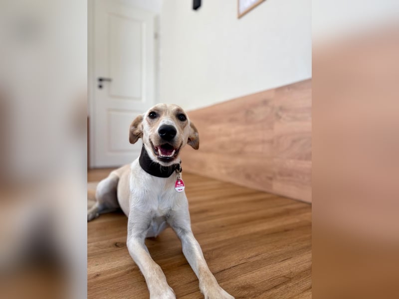 Sportlicher, kinderlieber Herzenshund, 1Jahr, stubenrein, gepflegt
