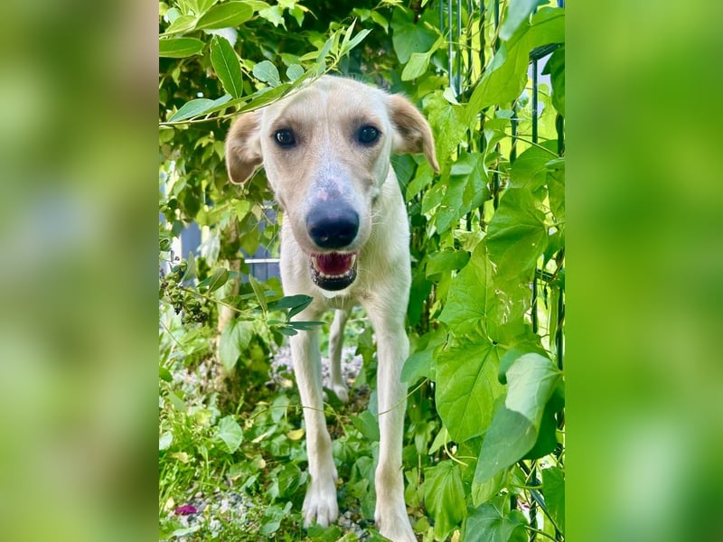 Sportlicher, kinderlieber Herzenshund, 1Jahr, stubenrein, gepflegt