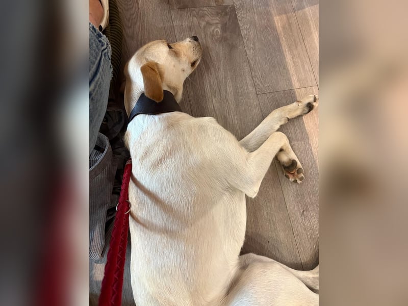 Sportlicher, kinderlieber Herzenshund, 1Jahr, stubenrein, gepflegt
