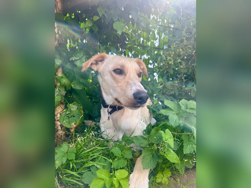 Sportlicher, kinderlieber Herzenshund, 1Jahr, stubenrein, gepflegt