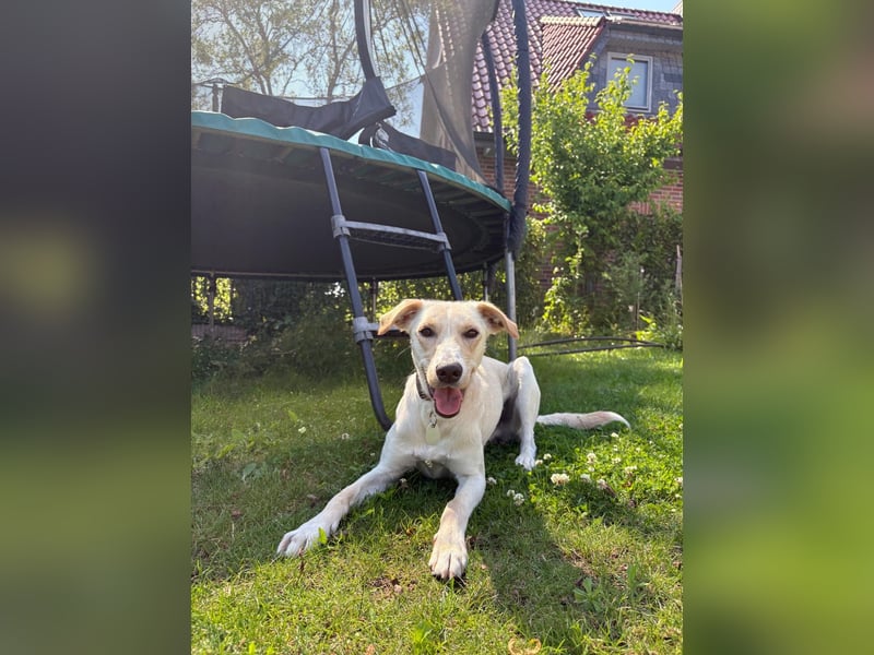 Sportlicher, kinderlieber Herzenshund, 1Jahr, stubenrein, gepflegt