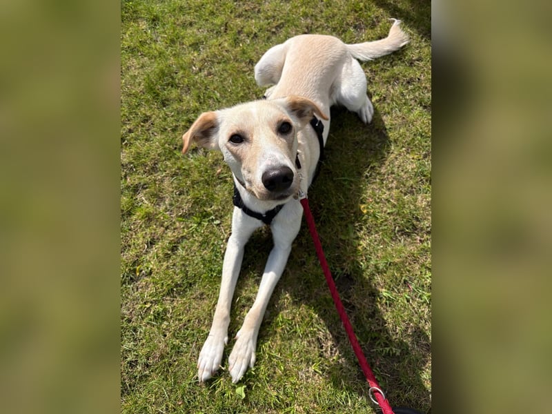 Sportlicher, kinderlieber Herzenshund, 1Jahr, stubenrein, gepflegt