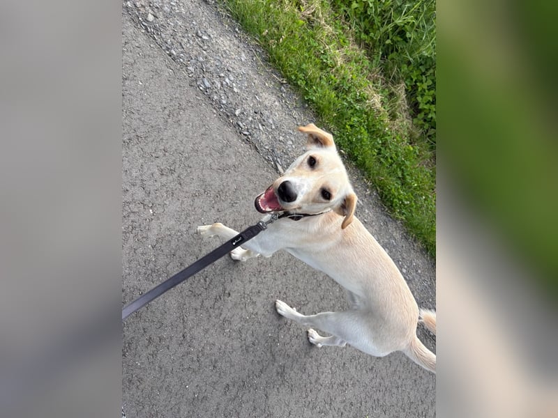 Sportlicher, kinderlieber Herzenshund, 1Jahr, stubenrein, gepflegt