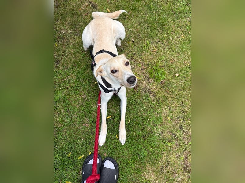 Sportlicher, kinderlieber Herzenshund, 1Jahr, stubenrein, gepflegt