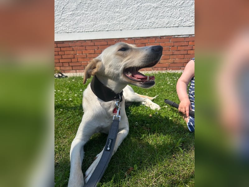 Sportlicher, kinderlieber Herzenshund, 1Jahr, stubenrein, gepflegt