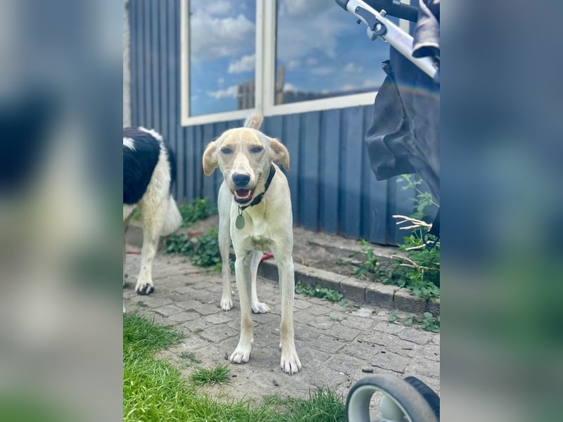 Sportlicher, kinderlieber Herzenshund, 1Jahr, stubenrein, gepflegt