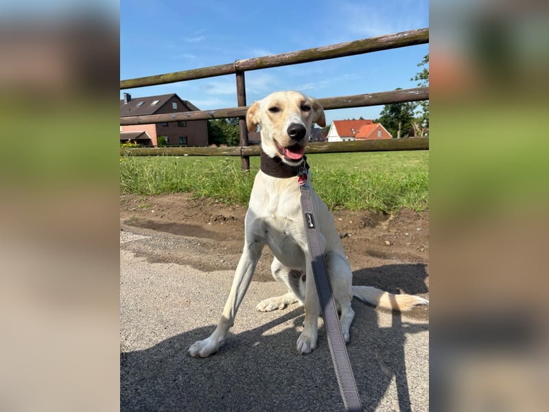 Sportlicher, kinderlieber Herzenshund, 1Jahr, stubenrein, gepflegt
