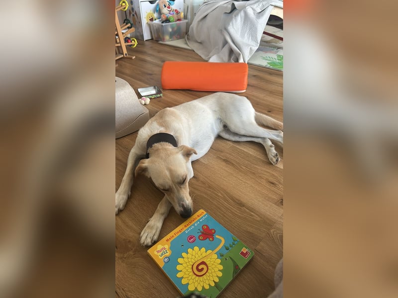 Sportlicher, kinderlieber Herzenshund, 1Jahr, stubenrein, gepflegt